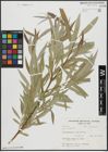 Foto von Salix alba L.